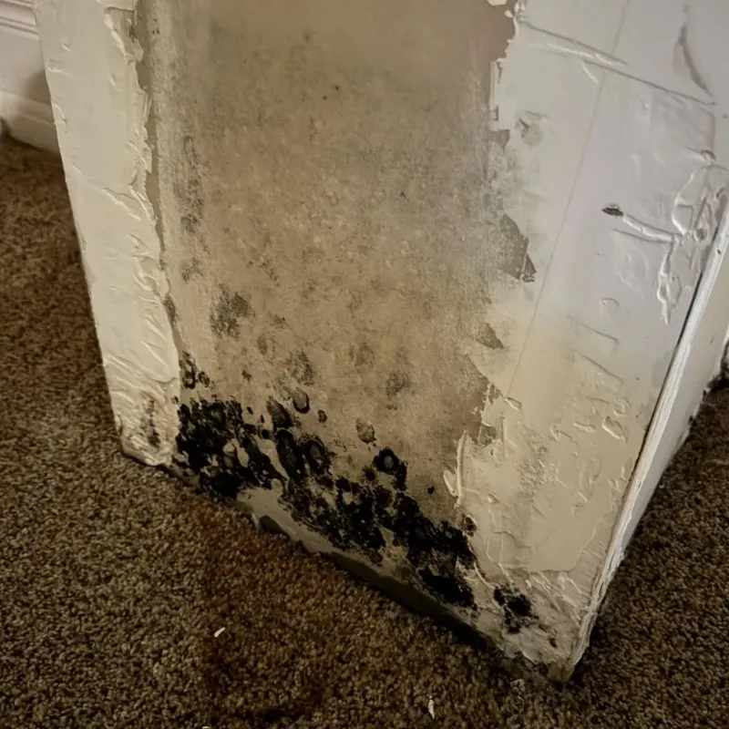 Professional Mold Removal in Portales, NM